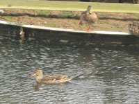 Ducks at Dunmurry Sewage Works | NI Water News
